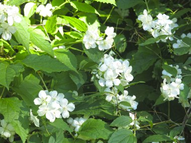 Narin beyaz yasemin baharda bahçede çiçek açar.
