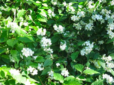 Narin beyaz yasemin baharda bahçede çiçek açar.