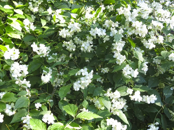 Delicado Jasmim Branco Floresce Jardim Primavera — Fotografia de Stock