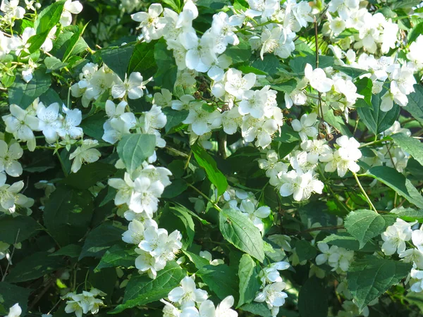 Delicato Gelsomino Bianco Fiorisce Giardino Primavera — Foto Stock