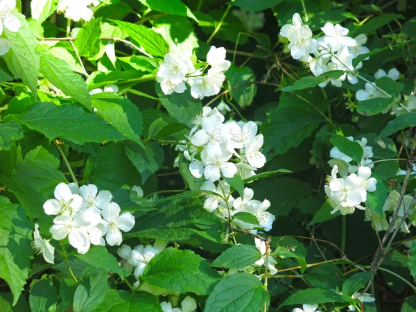 春に庭に繊細な白ジャスミンが咲き — ストック写真