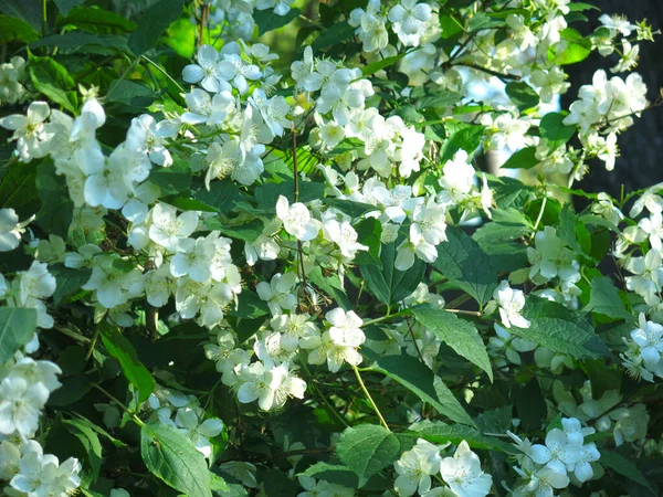 Delicate Witte Jasmijn Bloeit Tuin Het Voorjaar — Stockfoto