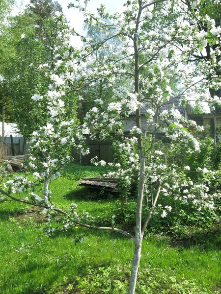 Körte Tavasszal Virágzik Belső Mezőn — Stock Fotó