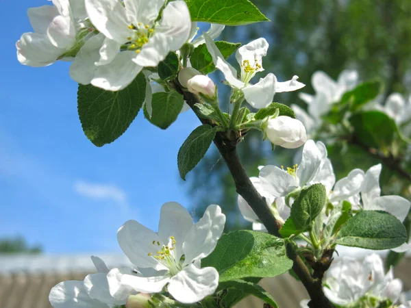 春に野に梨が咲き — ストック写真