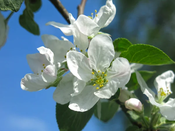 Pear Blooms Spring Infield — стоковое фото