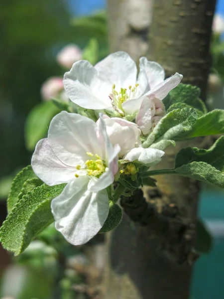 Pear Blooms Spring Infield — стоковое фото