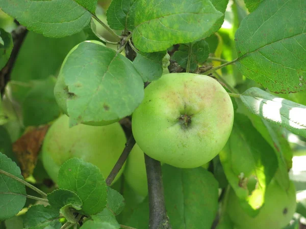 Jabłka Drzewie Dojrzewają Latem Ogrodzie — Zdjęcie stockowe