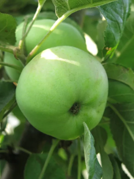 Μήλα Ένα Δέντρο Ωριμάζουν Στον Κήπο Καλοκαίρι — Φωτογραφία Αρχείου