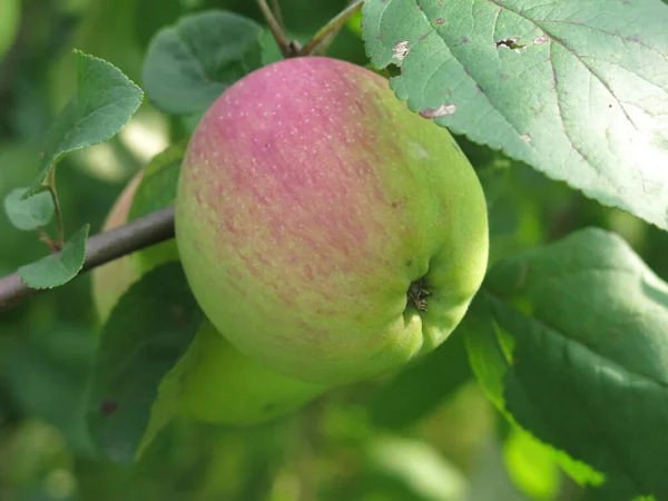 Μήλα Ένα Δέντρο Ωριμάζουν Στον Κήπο Καλοκαίρι — Φωτογραφία Αρχείου