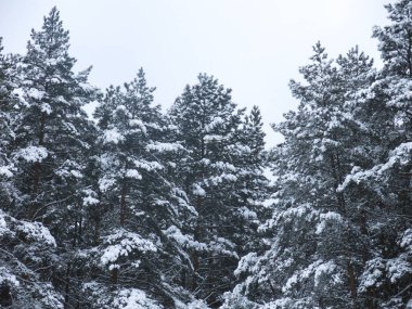 Tüylü, karla kaplı çam ağaçları, gri gökyüzüne karşı bir duvar gibi duruyor.