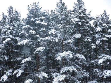 Tüylü, karla kaplı çam ağaçları, gri gökyüzüne karşı bir duvar gibi duruyor.