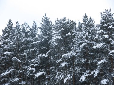 Tüylü, karla kaplı çam ağaçları, gri gökyüzüne karşı bir duvar gibi duruyor.