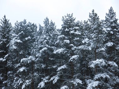 Tüylü, karla kaplı çam ağaçları, gri gökyüzüne karşı bir duvar gibi duruyor.