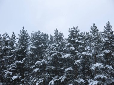Tüylü, karla kaplı çam ağaçları, gri gökyüzüne karşı bir duvar gibi duruyor.
