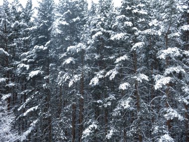 Tüylü, karla kaplı çam ağaçları, gri gökyüzüne karşı bir duvar gibi duruyor.