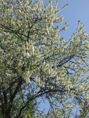 Kuş kiraz ağacı baharda beyaz çiçeklerle şatafatlı bir şekilde açar