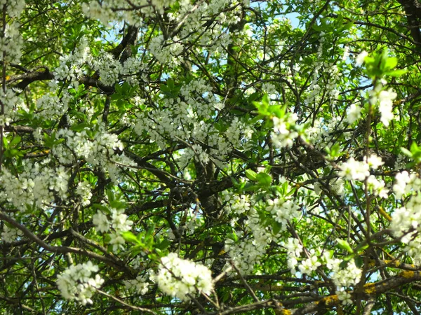 Kuş Kiraz Ağacı Baharda Beyaz Çiçeklerle Şatafatlı Bir Şekilde Açar — Stok fotoğraf