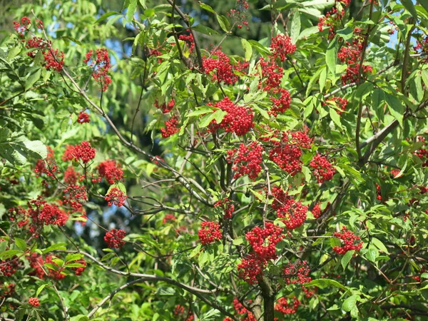 Semak Dengan Buah Elderberry Merah Cerah Musim Panas Cuaca Cerah — Stok Foto