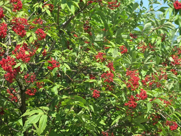 晴れた日の夏には鮮やかな赤いエルダーベリーの果実を持つブッシュ — ストック写真