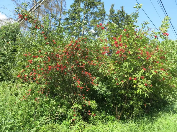 Кущ Яскраво Червоними Ягодами Бузини Влітку Сонячну Погоду — стокове фото