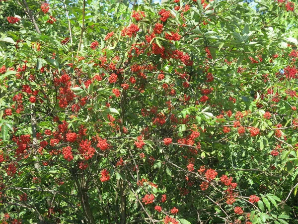 Arbusto Con Bayas Saúco Color Rojo Brillante Verano Tiempo Soleado — Foto de Stock