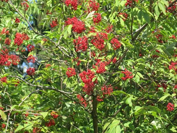 Arbusto Com Bagas Sabugueiro Vermelhas Brilhantes Verão Tempo Ensolarado — Fotografia de Stock