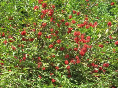 Yazın, güneşli havada, parlak kırmızı mürver üzümlü çalılar.