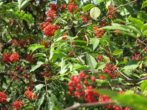 Arbusto Con Bayas Saúco Color Rojo Brillante Verano Tiempo Soleado — Foto de Stock