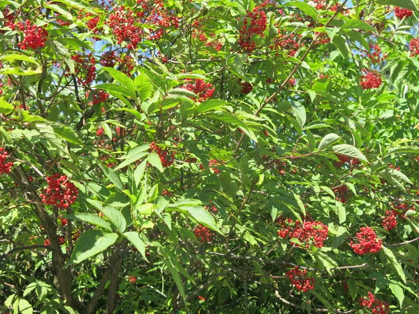 Krzew Jasnoczerwonymi Jagodami Bzu Lecie Słoneczną Pogodę — Zdjęcie stockowe