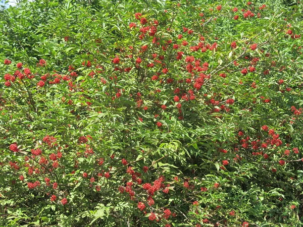 Кущ Яскраво Червоними Ягодами Бузини Влітку Сонячну Погоду — стокове фото