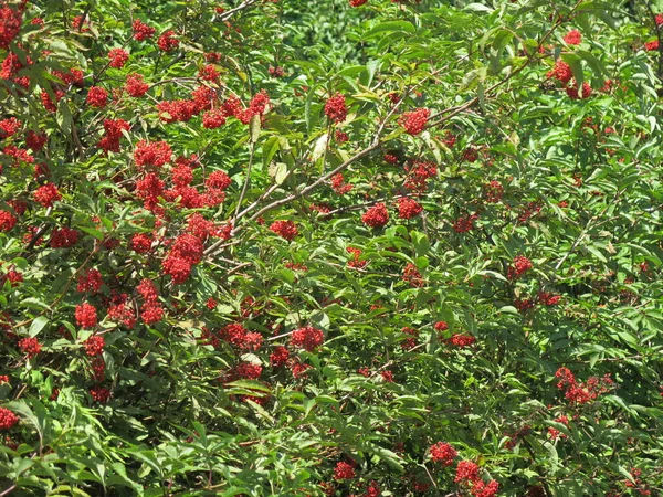 Arbusto Con Bayas Saúco Color Rojo Brillante Verano Tiempo Soleado — Foto de Stock