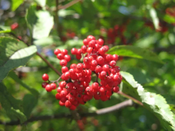 Leuchtend Rote Holunderbeeren Sommer Bei Sonnigem Wetter — Stockfoto