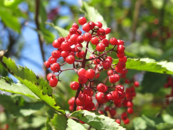 晴れた日の夏には鮮やかな赤いエルダーベリーの果実 — ストック写真