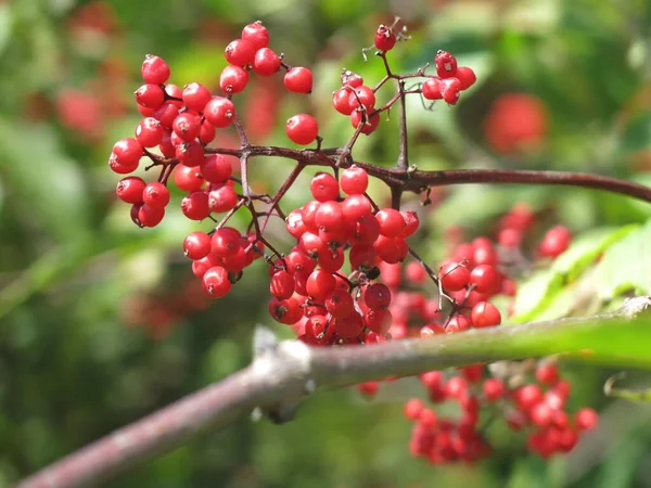 Beri Elderberry Merah Terang Musim Panas Cuaca Cerah — Stok Foto