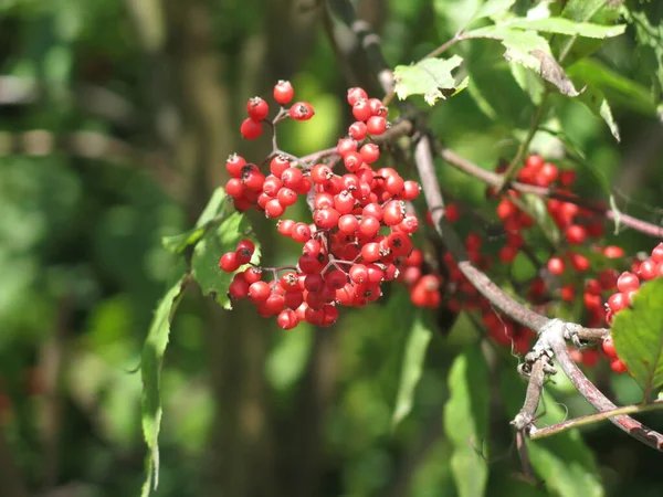 Beri Elderberry Merah Terang Musim Panas Cuaca Cerah — Stok Foto