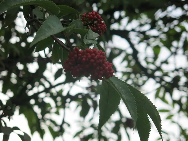 夏の鮮やかな赤いエルダーベリーの果実 — ストック写真