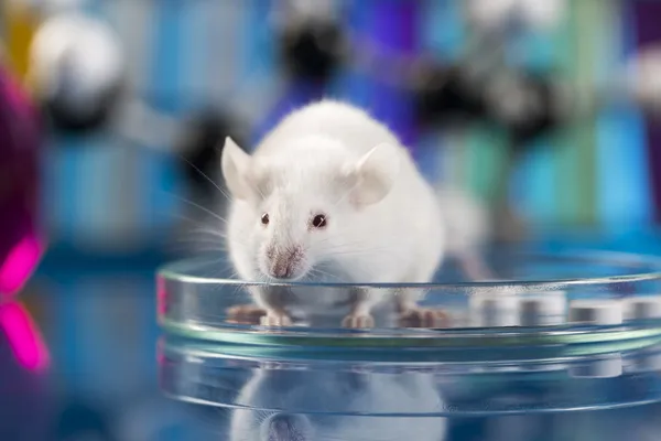 Werkplek moderne laboratorium voor moleculaire biologie testen op blauwe achtergrond — Stockfoto