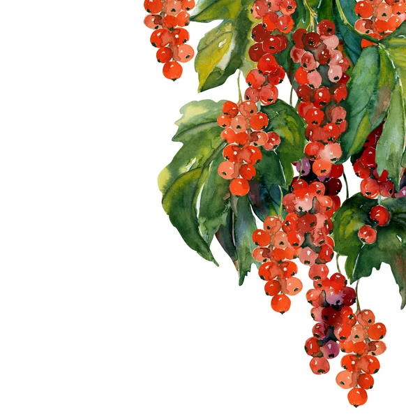 Red Currants — Stock Photo, Image