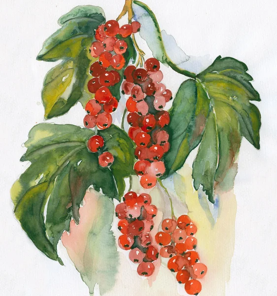 Currants red — Zdjęcie stockowe