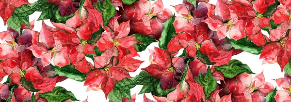 Banner Poinsettias — Foto de Stock