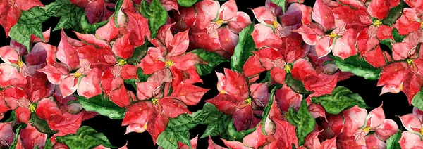 Bandiera di Poinsettias — Foto Stock