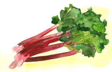 Rhubarb clipart