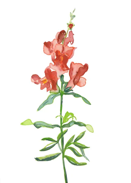 Snapdragons — Zdjęcie stockowe