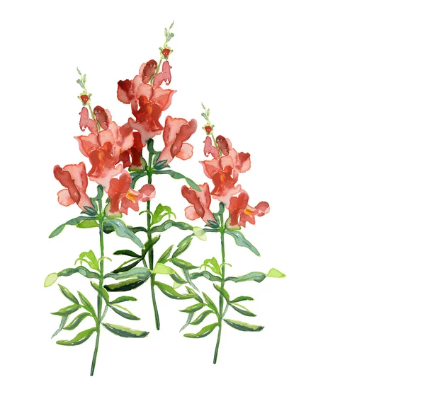 Snapdragons — Stock Fotó