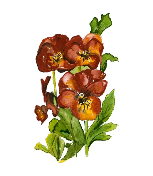 Viola Tricolor Pansy — Stock Photo, Image