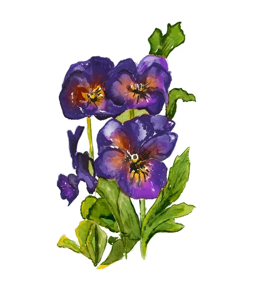 Viola Tricolor Pansy — Stock Photo, Image