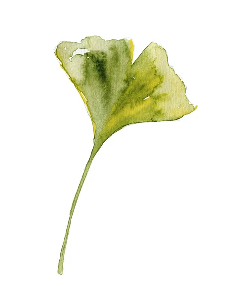 Gingko. — Zdjęcie stockowe