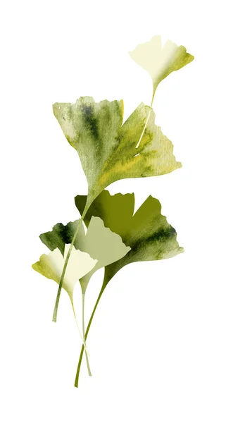 Gingko — Stock Photo, Image