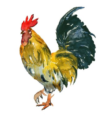 renkli cock