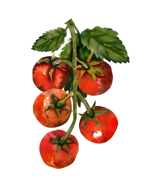 Bunch of tomatoes — Stock Photo, Image